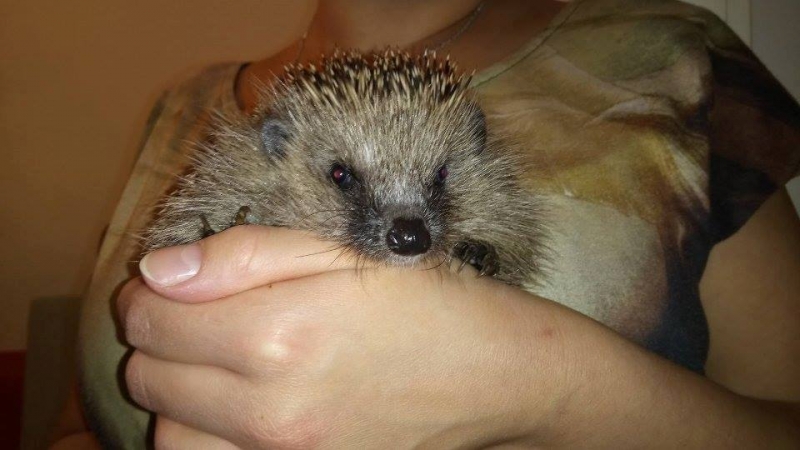 5/7 Jeże pod opieką OTOZ Animals