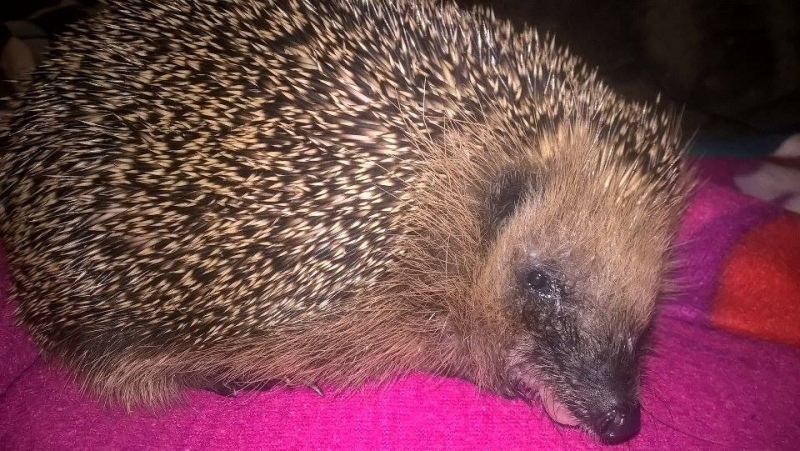 6/7 Jeże pod opieką OTOZ Animals