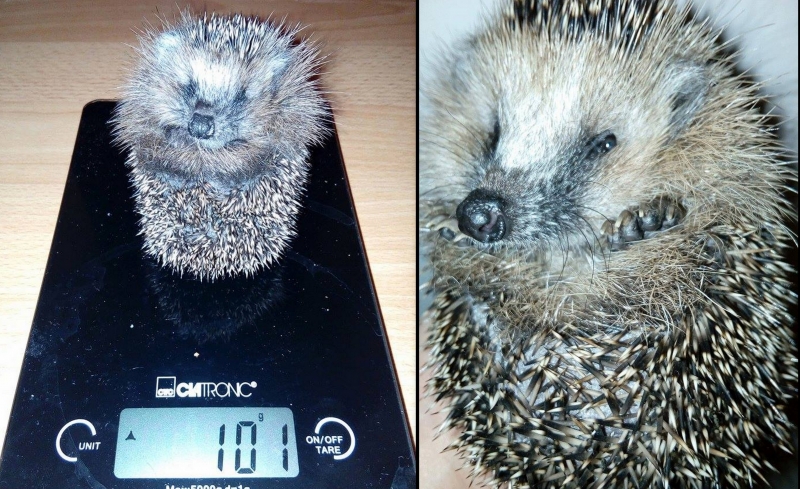 7/7 Jeże pod opieką OTOZ Animals