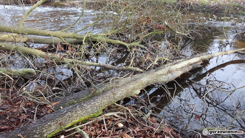 6/12 Sprzątanie Kłodawki - dogrywka