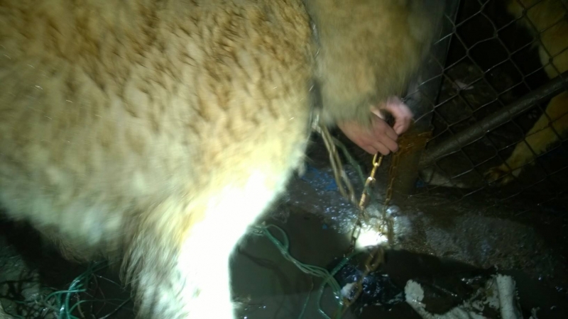 3/8 Zagłodzone psy w Trześniowie