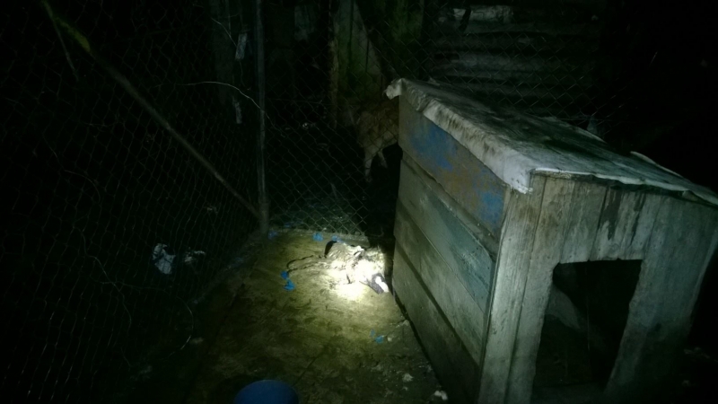 6/8 Zagłodzone psy w Trześniowie