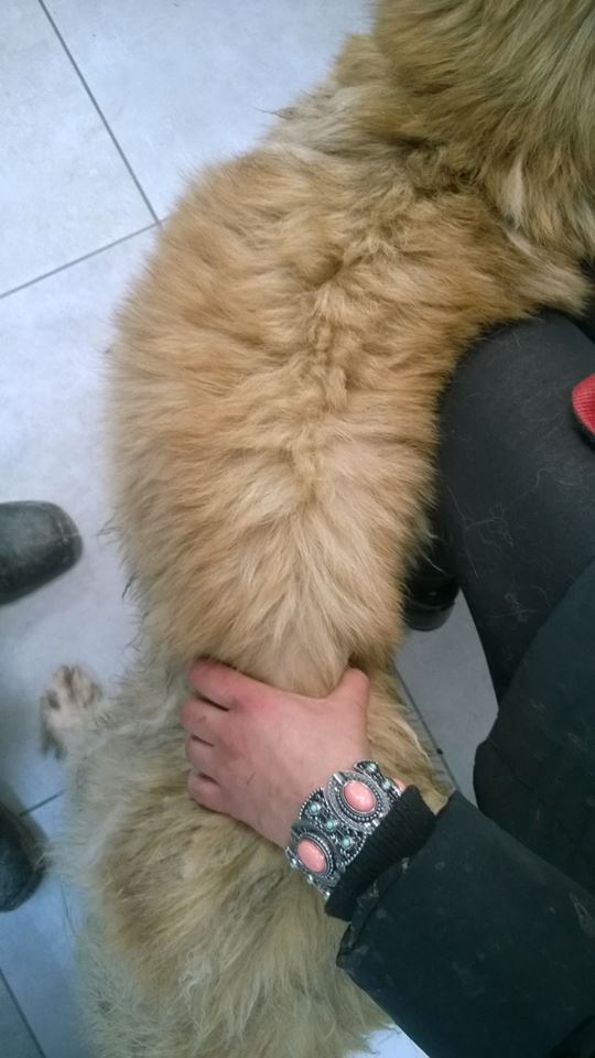 7/8 Zagłodzone psy w Trześniowie