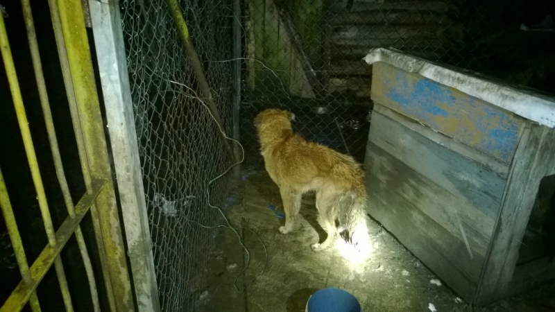 8/8 Zagłodzone psy w Trześniowie