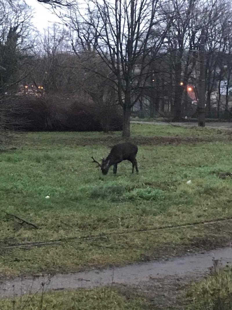 3/7 Jeleń na gorzowskich 