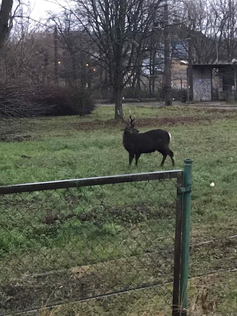 4/7 Jeleń na gorzowskich 