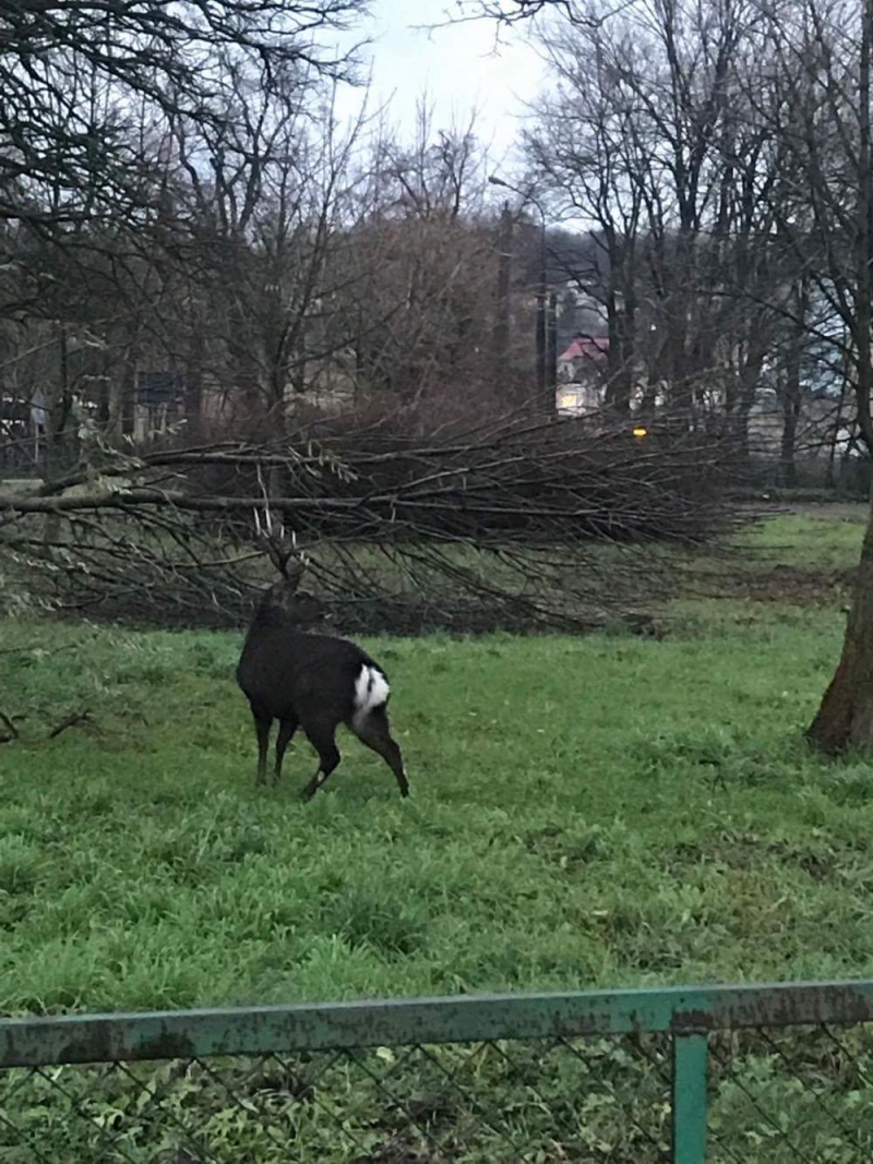 5/7 Jeleń na gorzowskich 