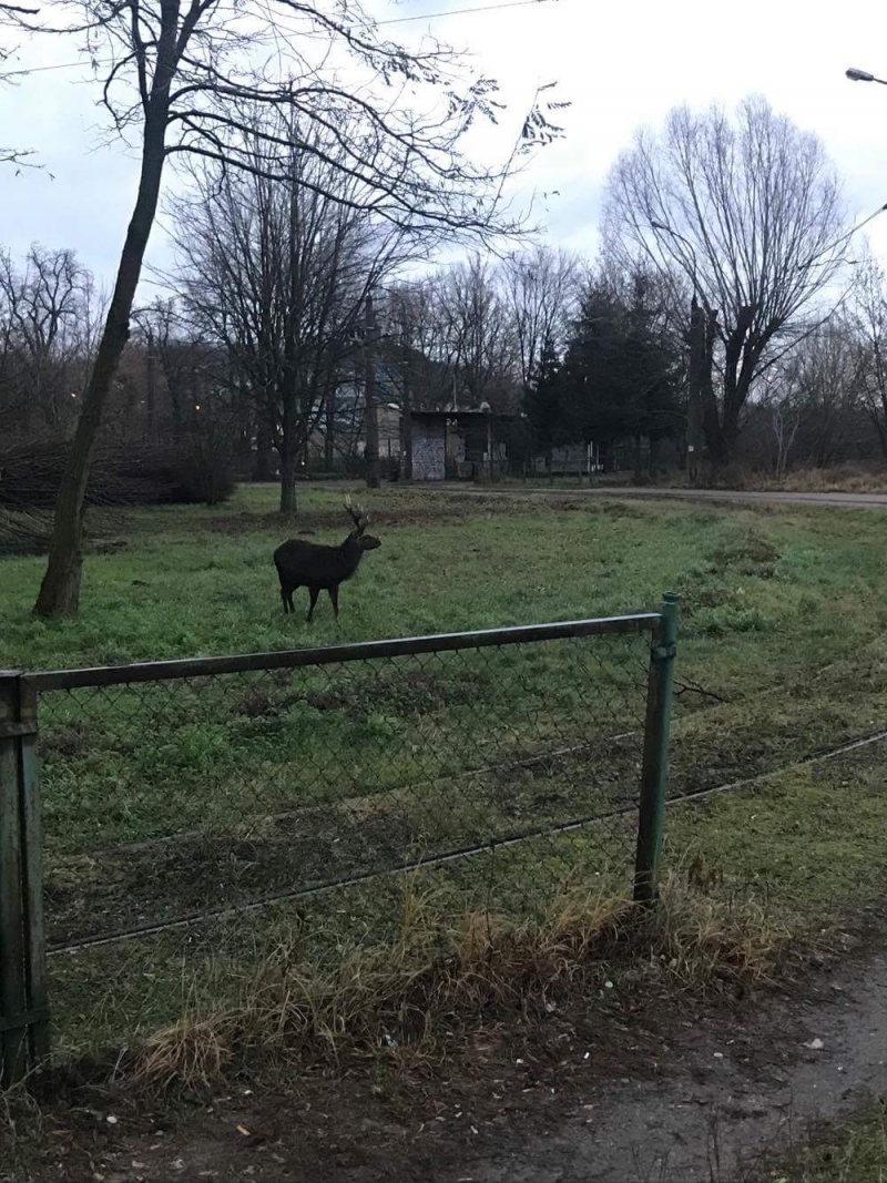 6/7 Jeleń na gorzowskich 