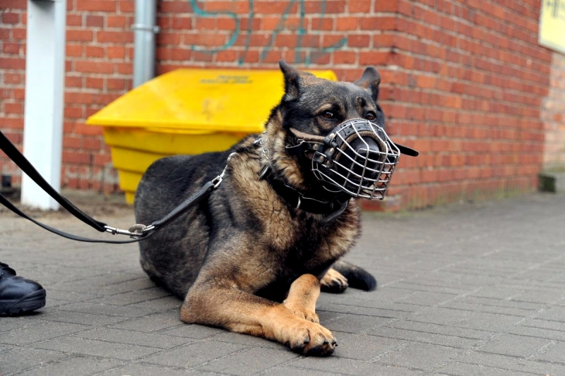 11/16 Dbają o bezpieczeństwo podczas świątecznych podróży 