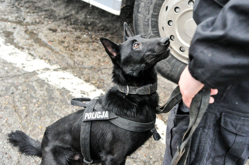 3/7 Szkolenie policyjnych psów