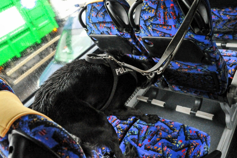 5/7 Szkolenie policyjnych psów