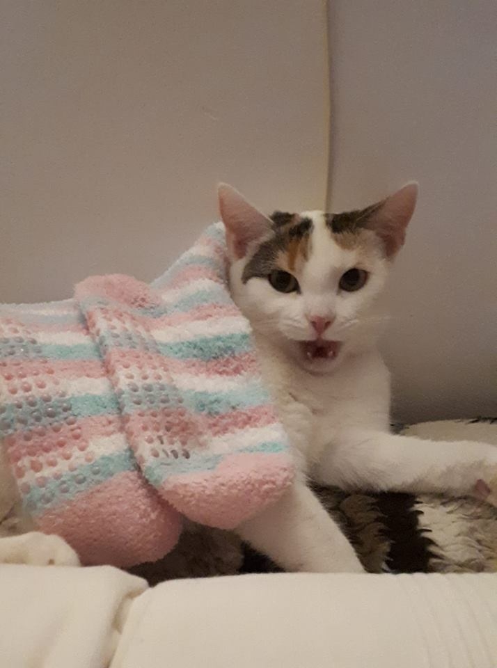 3/103 Dzień Kota - zdjęcia czytelników