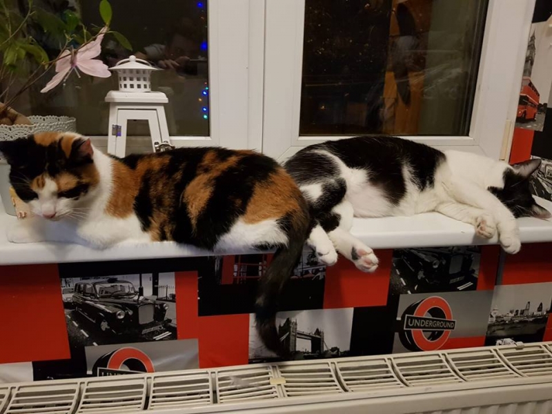 4/103 Dzień Kota - zdjęcia czytelników