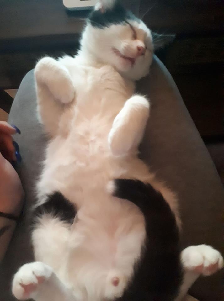 5/103 Dzień Kota - zdjęcia czytelników