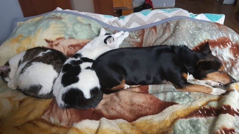 6/103 Dzień Kota - zdjęcia czytelników