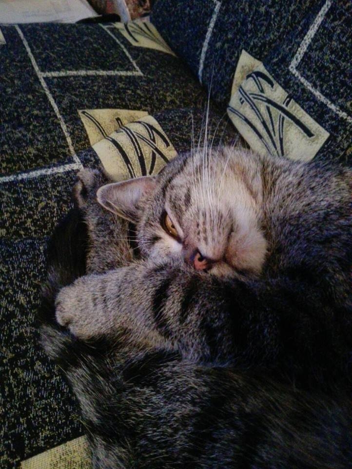 8/103 Dzień Kota - zdjęcia czytelników