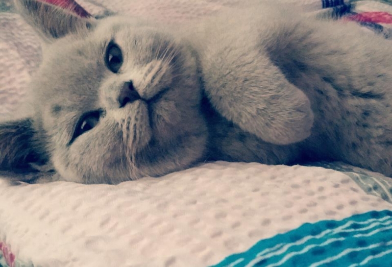 9/103 Dzień Kota - zdjęcia czytelników