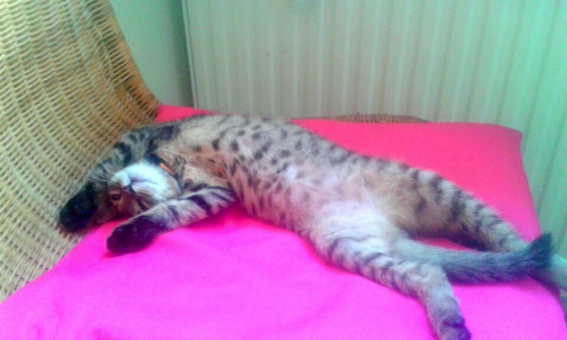 10/103 Dzień Kota - zdjęcia czytelników