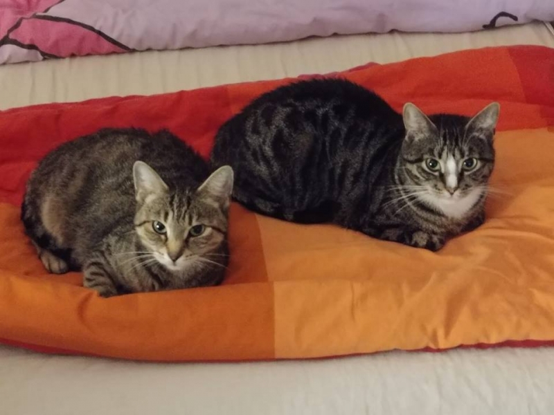 11/103 Dzień Kota - zdjęcia czytelników