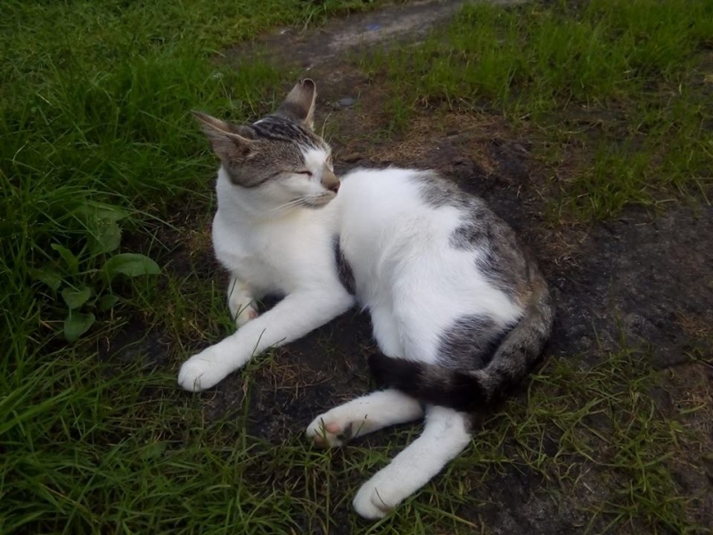 12/103 Dzień Kota - zdjęcia czytelników