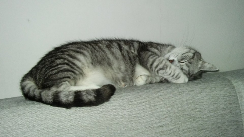 13/103 Dzień Kota - zdjęcia czytelników