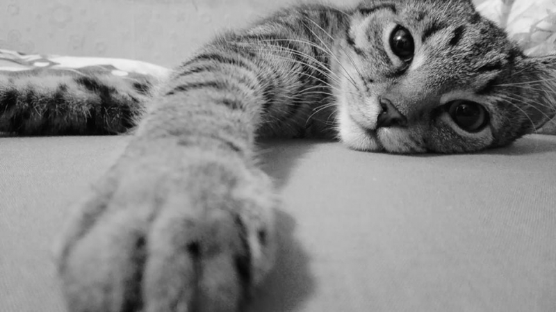 15/103 Dzień Kota - zdjęcia czytelników