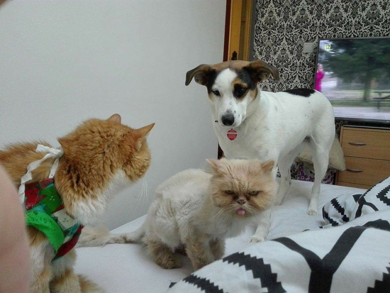 16/103 Dzień Kota - zdjęcia czytelników