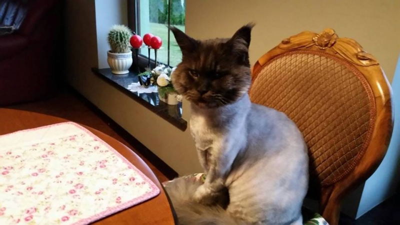 17/103 Dzień Kota - zdjęcia czytelników