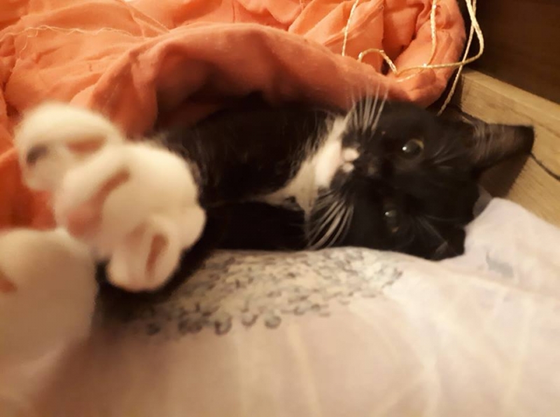 18/103 Dzień Kota - zdjęcia czytelników