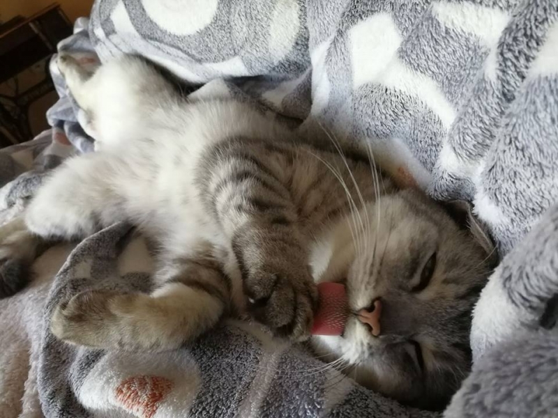 20/103 Dzień Kota - zdjęcia czytelników