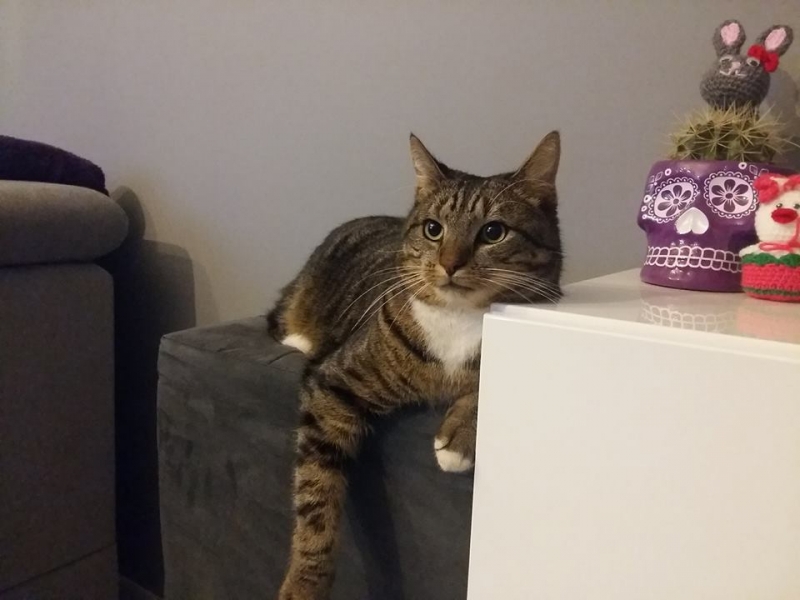 21/103 Dzień Kota - zdjęcia czytelników