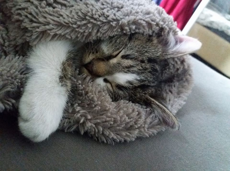 22/103 Dzień Kota - zdjęcia czytelników