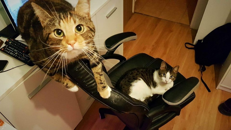 23/103 Dzień Kota - zdjęcia czytelników