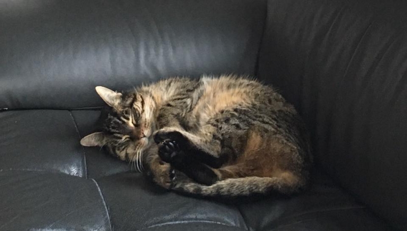 24/103 Dzień Kota - zdjęcia czytelników