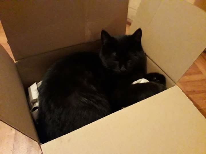 26/103 Dzień Kota - zdjęcia czytelników