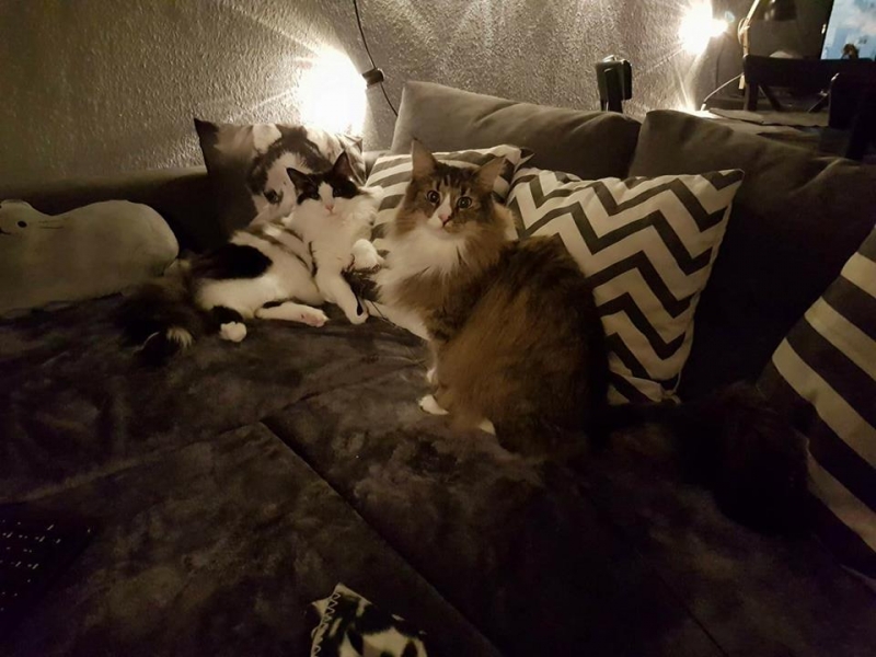 27/103 Dzień Kota - zdjęcia czytelników