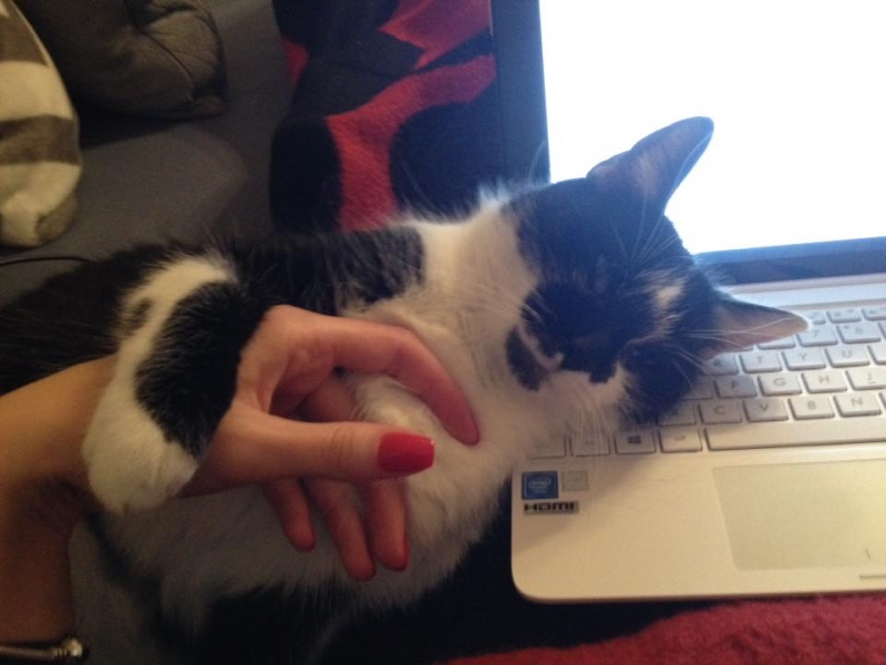 29/103 Dzień Kota - zdjęcia czytelników