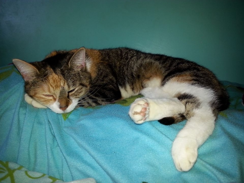 30/103 Dzień Kota - zdjęcia czytelników