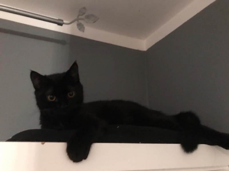 31/103 Dzień Kota - zdjęcia czytelników