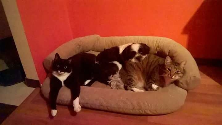 32/103 Dzień Kota - zdjęcia czytelników