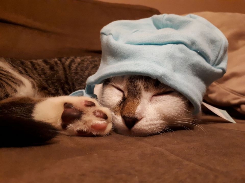 33/103 Dzień Kota - zdjęcia czytelników