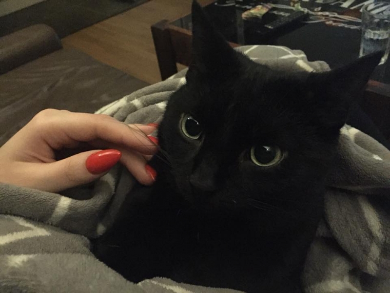 34/103 Dzień Kota - zdjęcia czytelników