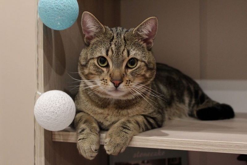 36/103 Dzień Kota - zdjęcia czytelników