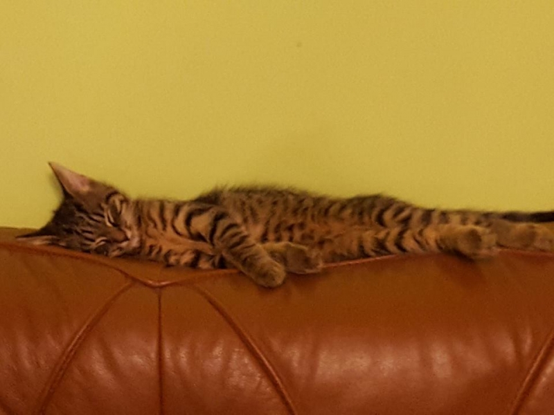 37/103 Dzień Kota - zdjęcia czytelników