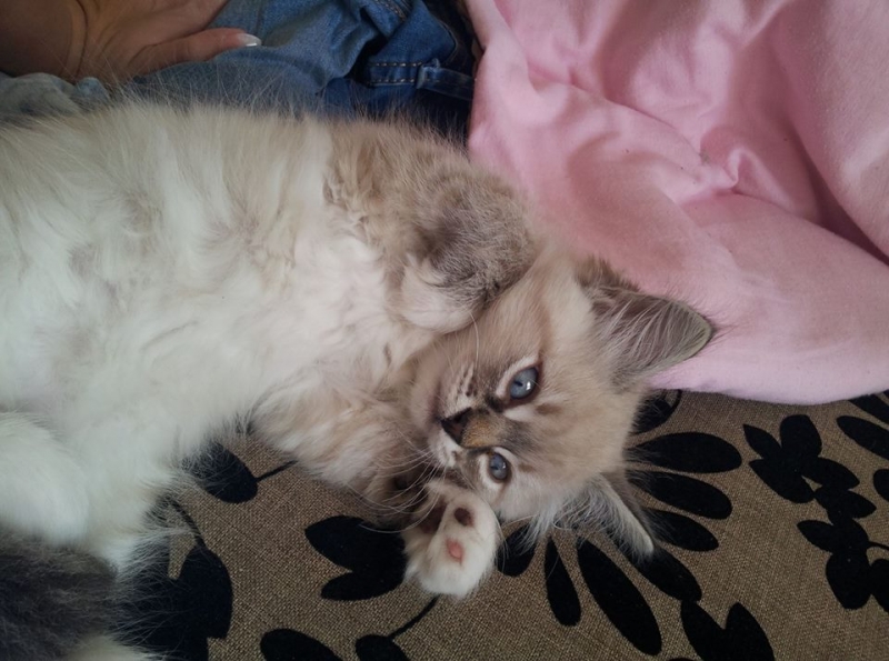 38/103 Dzień Kota - zdjęcia czytelników