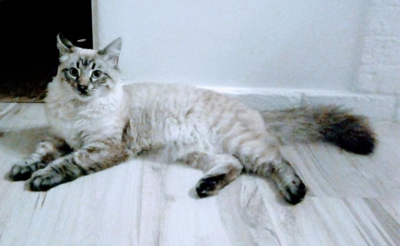 40/103 Dzień Kota - zdjęcia czytelników