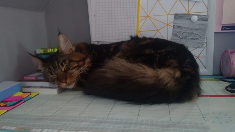 41/103 Dzień Kota - zdjęcia czytelników