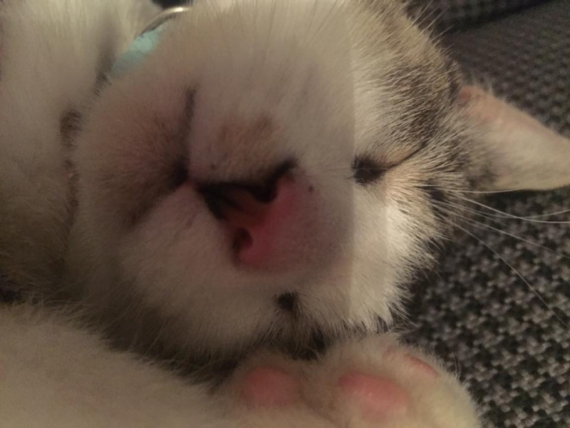 42/103 Dzień Kota - zdjęcia czytelników