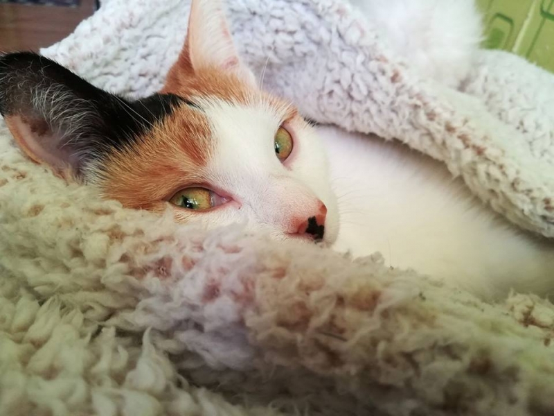 43/103 Dzień Kota - zdjęcia czytelników