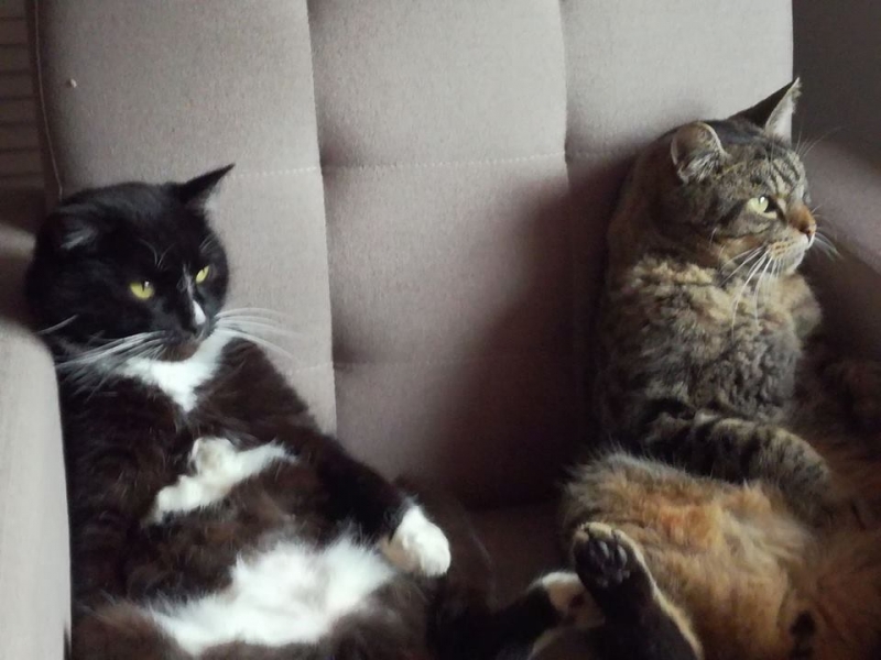 44/103 Dzień Kota - zdjęcia czytelników